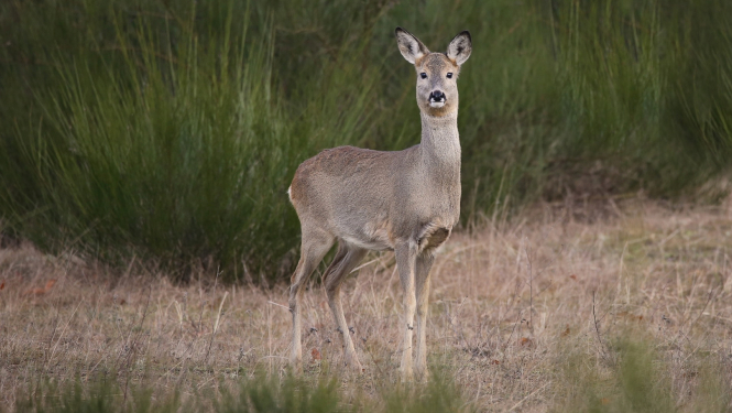 Pļava kur centrā redzama stirnu kazu