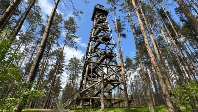 Bumbu kalna skatu tornis