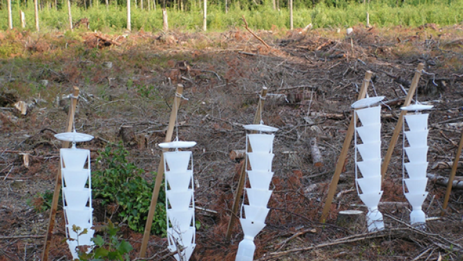 Mizgraužu feromonu slazdi