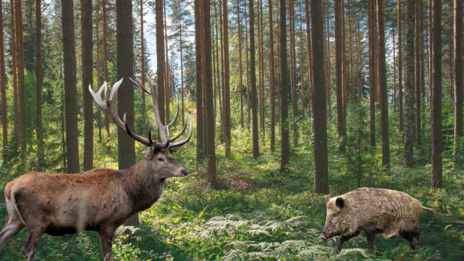 Staltbriedis, mežacūka