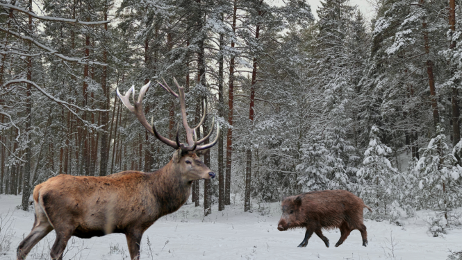 Apsnidzis mežs, kur priekšā var redzēt staltbrieža bulli un mežacūku