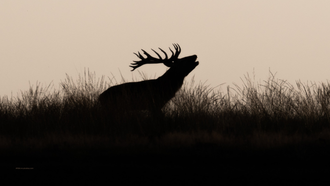 Staltbrieža siluets pļavā