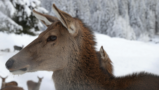 Staltbrieža govs portrets no sāna. Attēlls no vietnes pexels.com