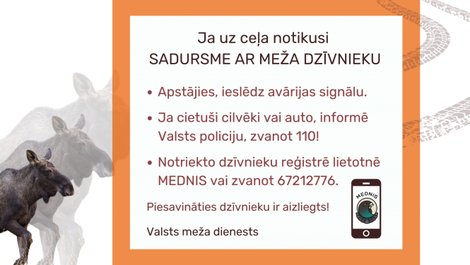 Ja uz ceļa notikusi sadursme ar meža dzīvnieku 