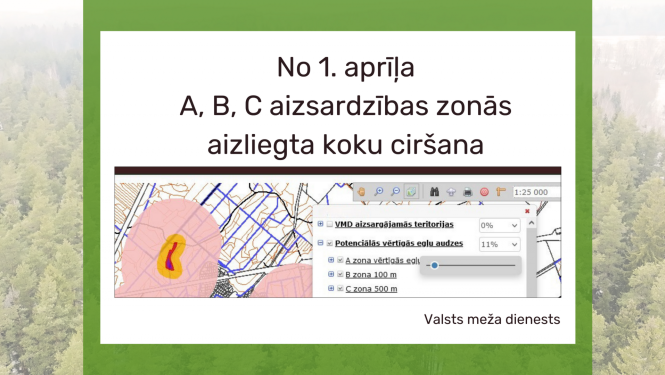 No 1.aprīļa noteiktās egļu audzēs aizliegta koku ciršana