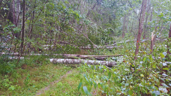 Mežs pēc vētras postījumiem, redzami sagāzti koki