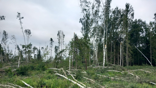 Mežs pēc vētras postījumiem, redzami sagāzti koki