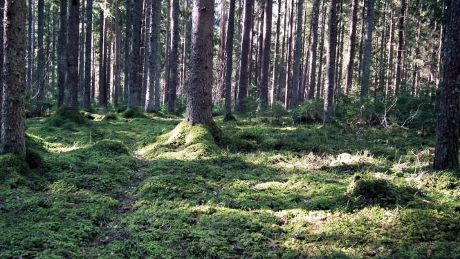 Dzintara Rozena fotogrāfija, kur saules stari iespīd mežā