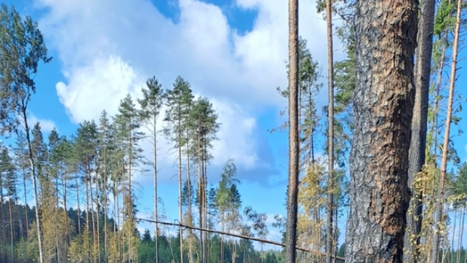 Šogad dzēsti jau 508 meža ugunsgrēki