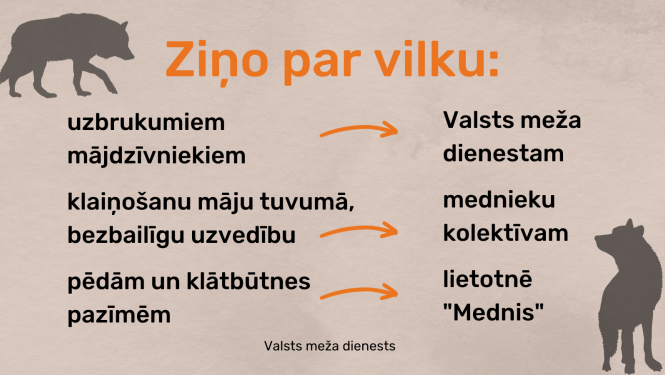 Valsts meža dienests aicina ziņot par vilkiem