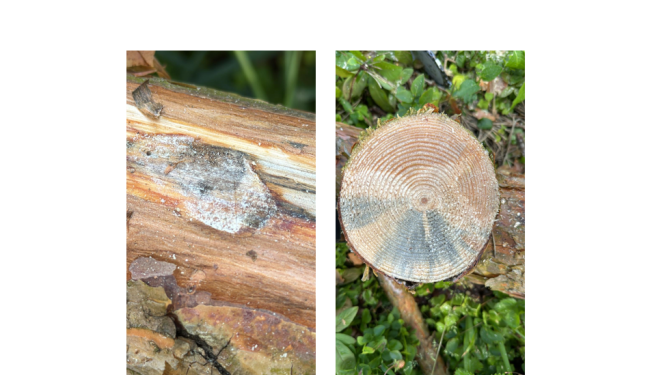 Vētrā cietušajās priežu audzēs pasliktinās veselības stāvoklis