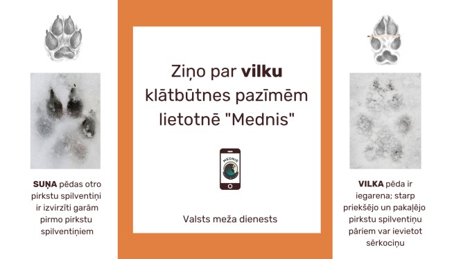 Ziņo par vilku klātbūtnes pazīmēm  lietotnē "Mednis"