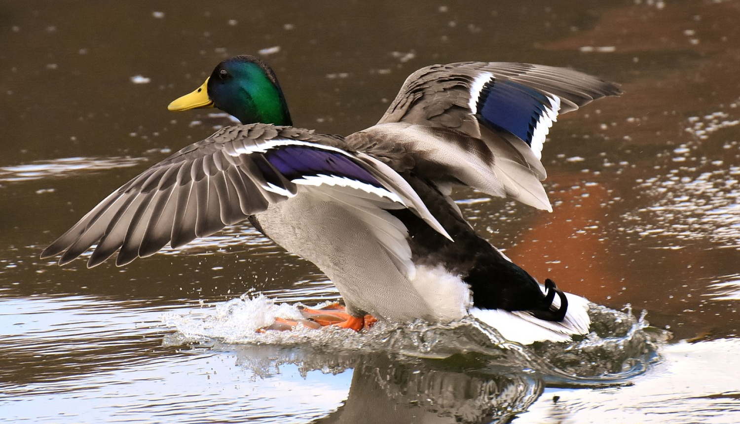 Pīle ūdenī, kas vēzē spārnus