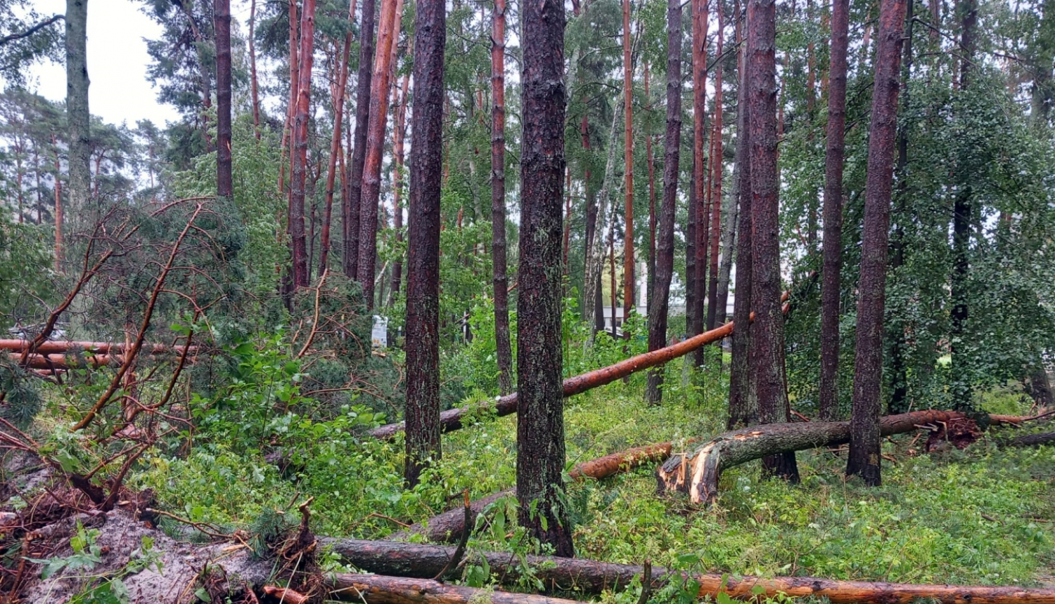 Mežs pēc vētras postījumiem, redzami sagāzti koki
