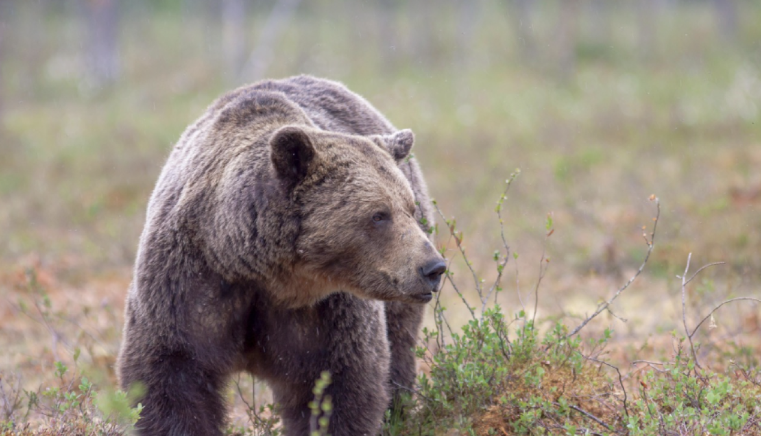 Brūnais lācis (Ursus arctos)