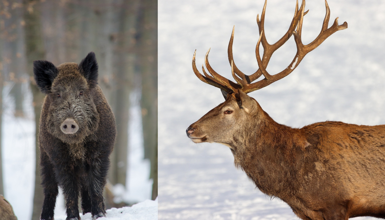 Meža cūka un staltbriedis Ilustratīvs attēls, pixabay.com