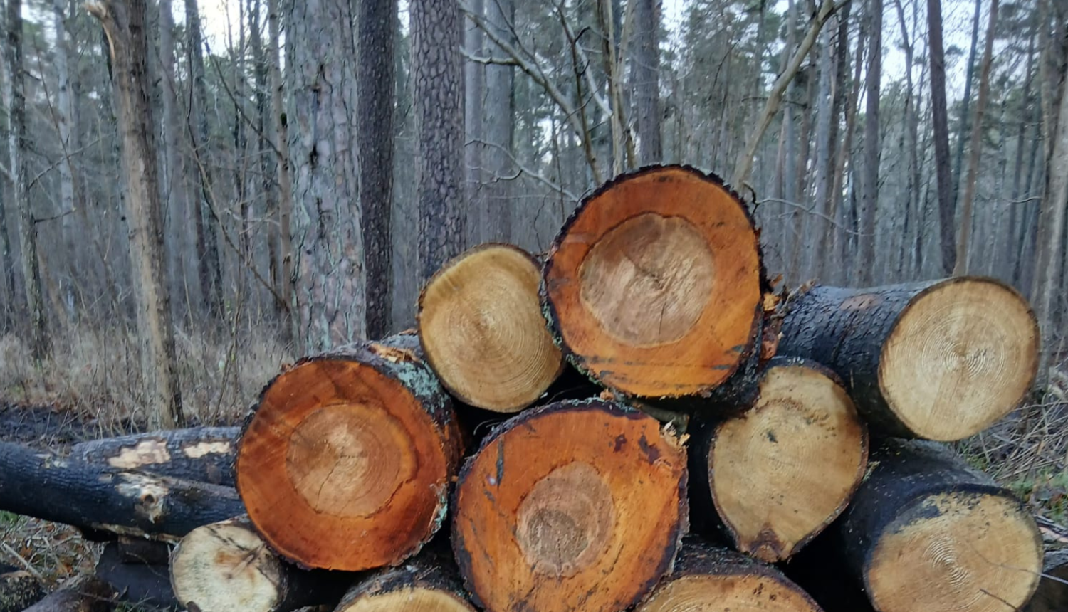Jūrmala mežistrādes darbi, baļķu krāvums