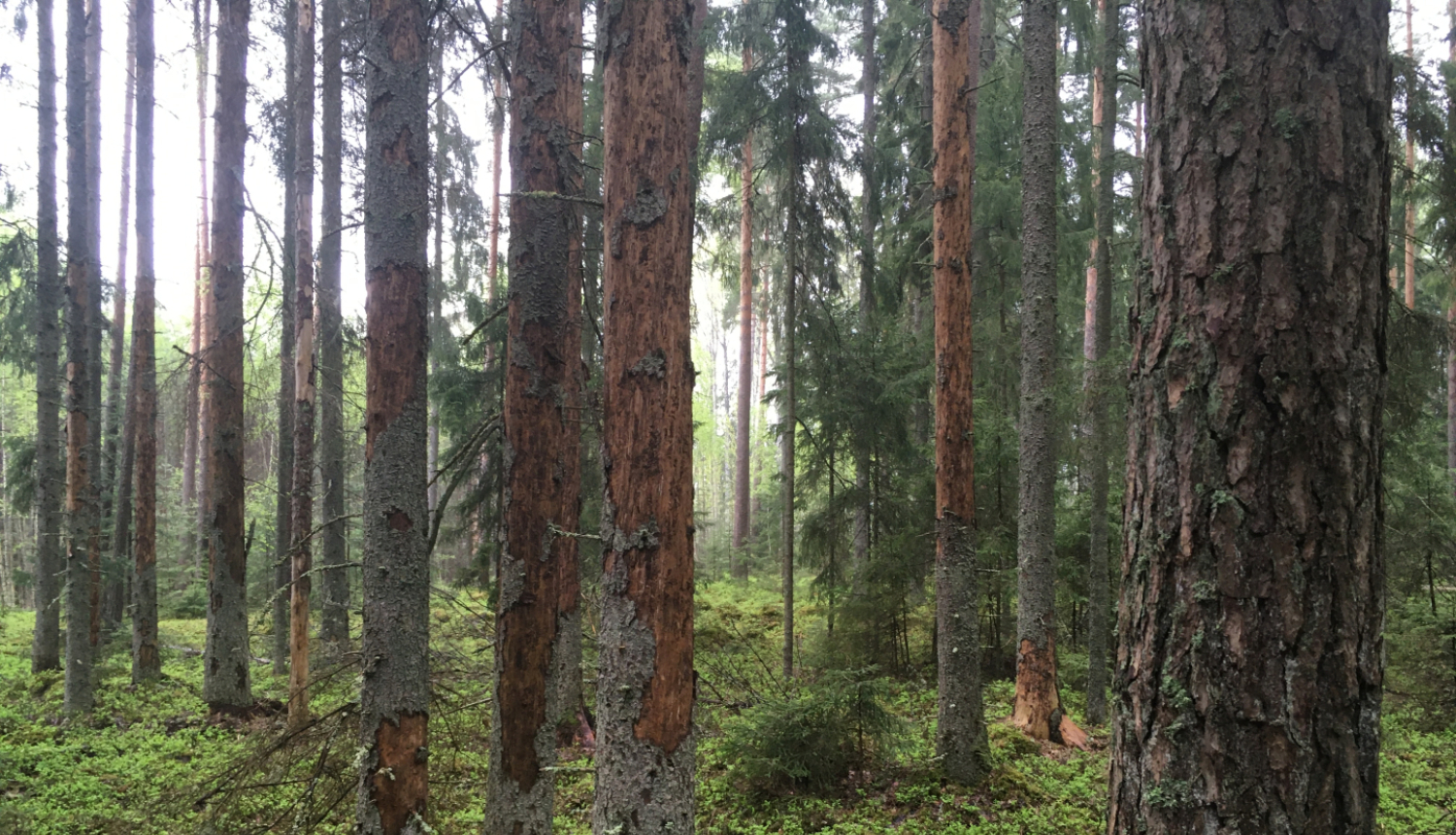 egļu astoņzobu mizgrauža bojāts mežs