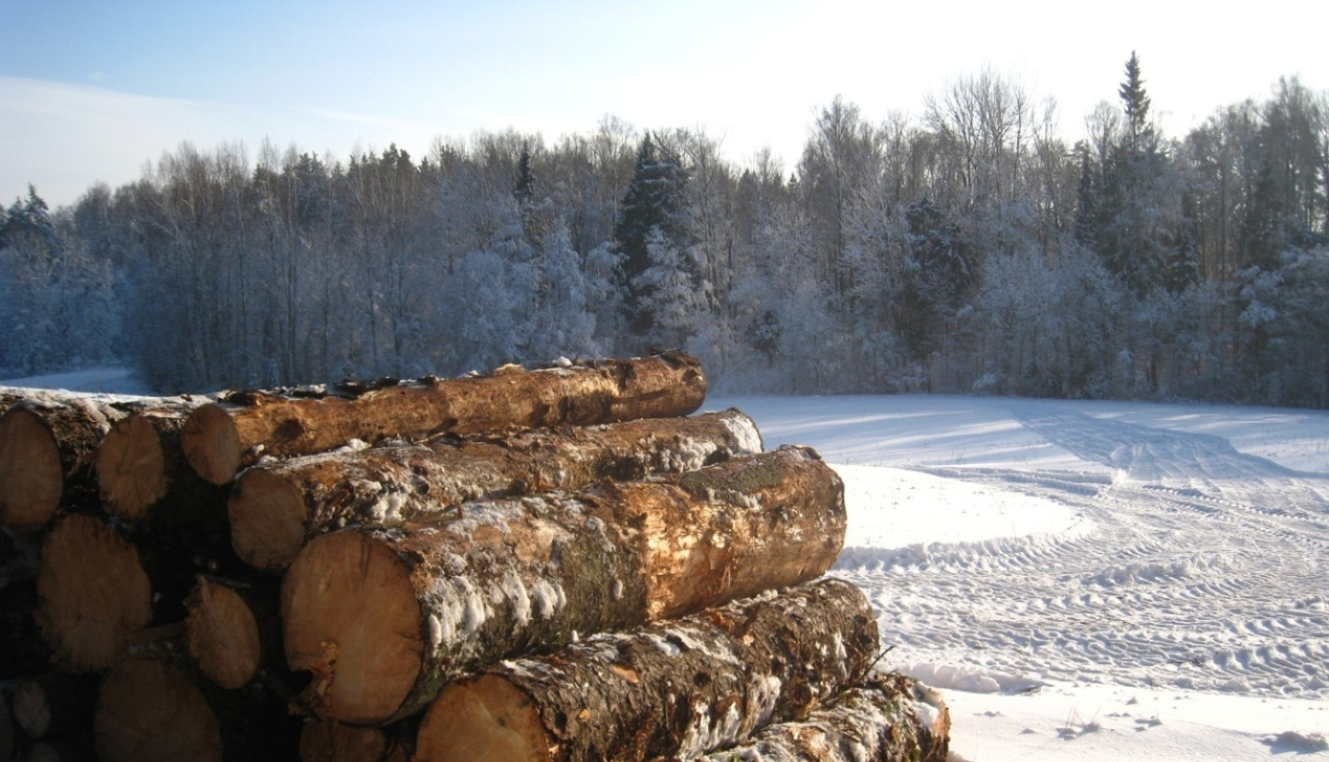 Pie meža sakrauti baļķi 