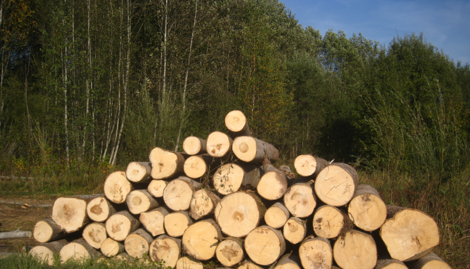 Baļķu krāvums pie meža