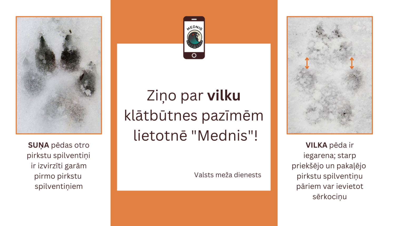 Valsts meža dienests atkārtoti aicina ziņot par vilku klātbūtnes pazīmēm