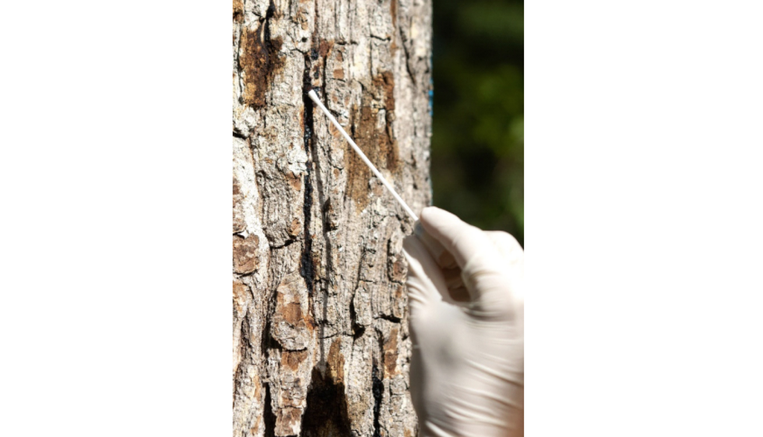 Paraksts Akūtās ozolu kalšanas novērtējums. Foto A.Šimts.