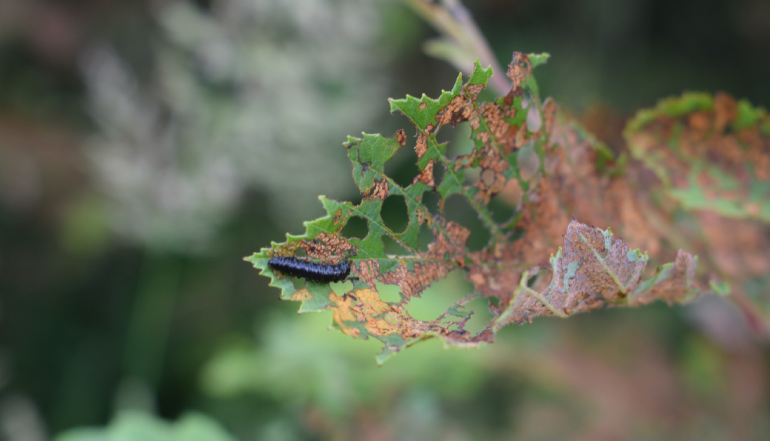 Alkšņu zilais lapgrauzis