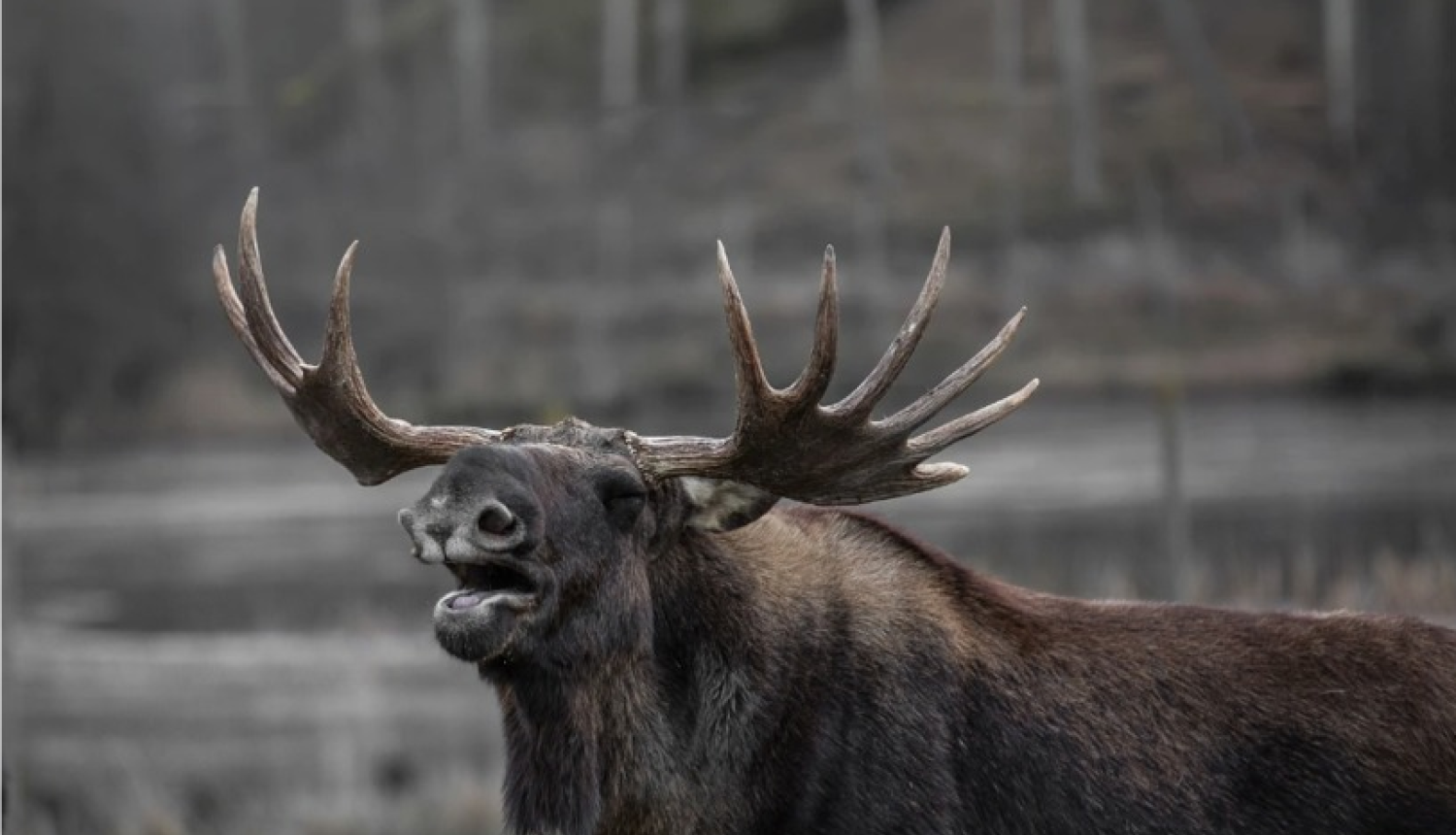 1. septembrī sākas aļņu un staltbriežu buļļu medību sezona