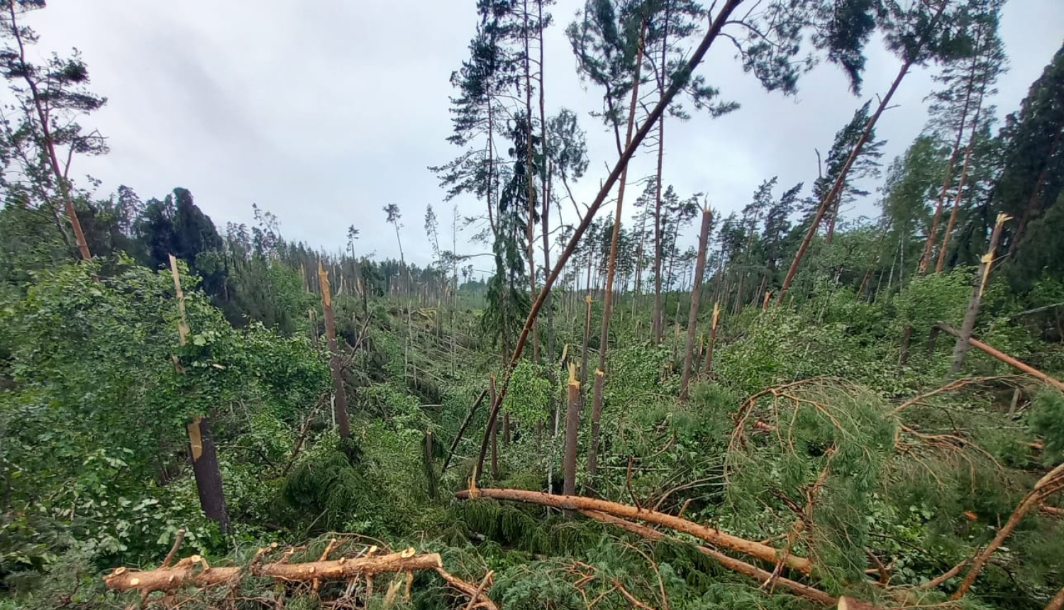 1. jūlija vētrā visvairāk cietuši Cēsu puses meži Foto: Kaspars Grīslītis