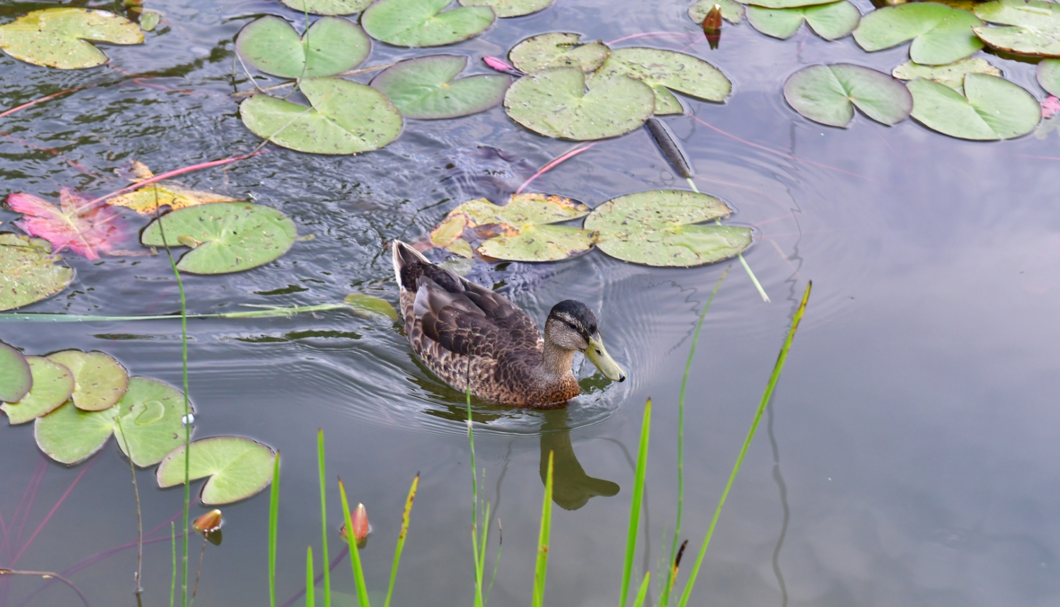 Meža pīle. Foto autors I. Zihmanis