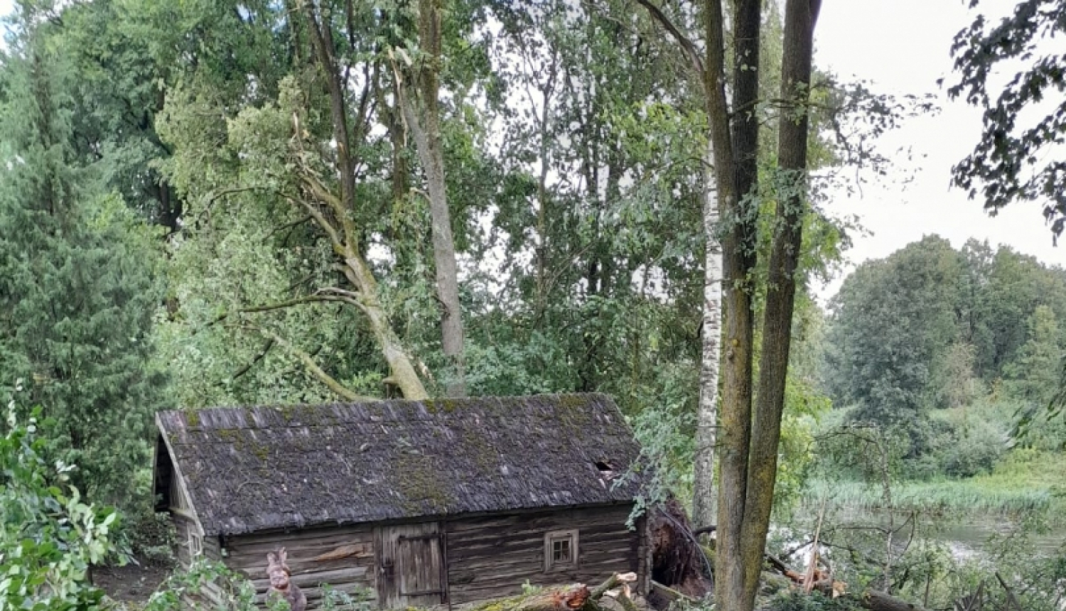 Redzami sagāzti koki pie privātmājas