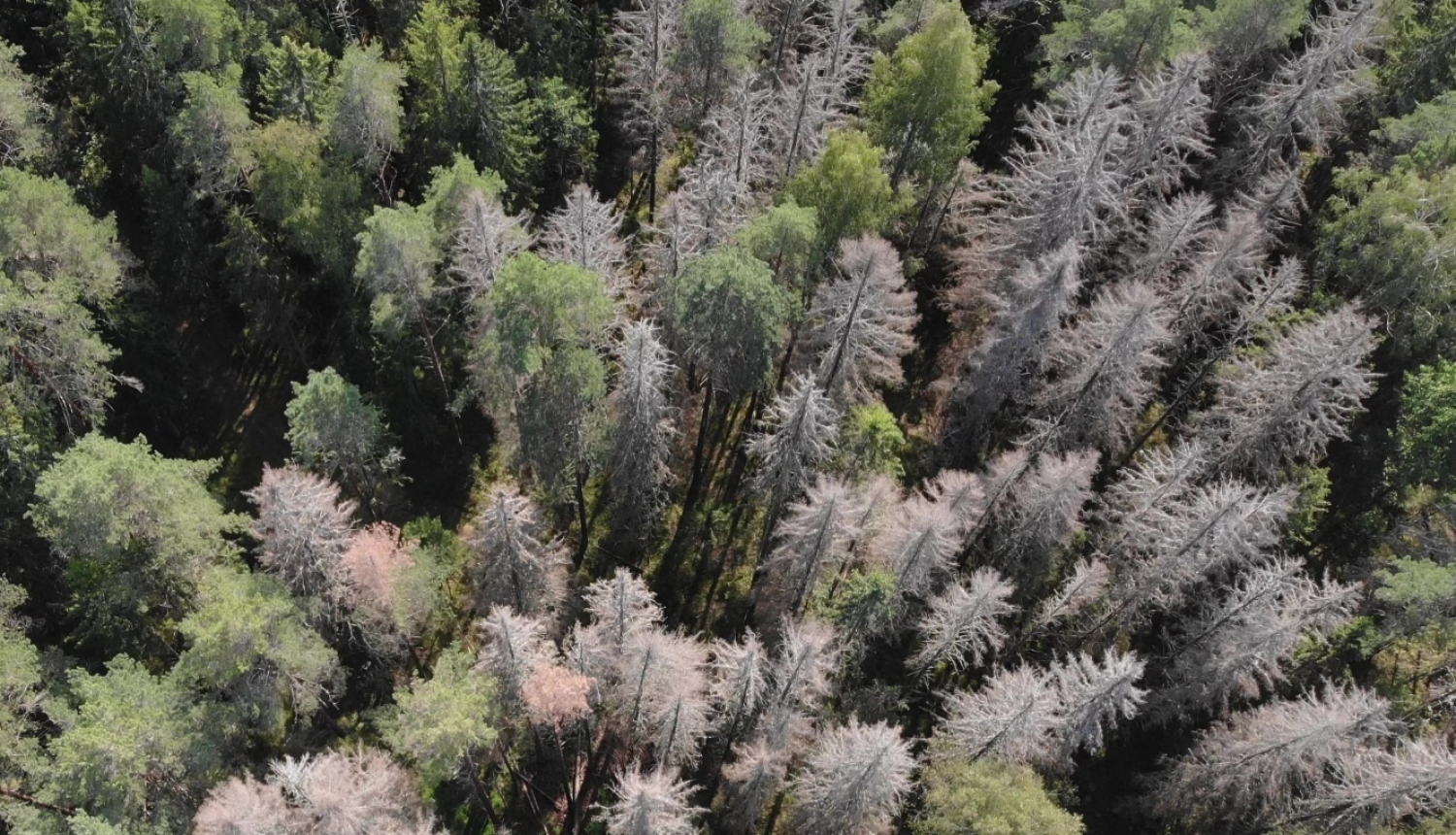 Mizgrauža nopostītas egles