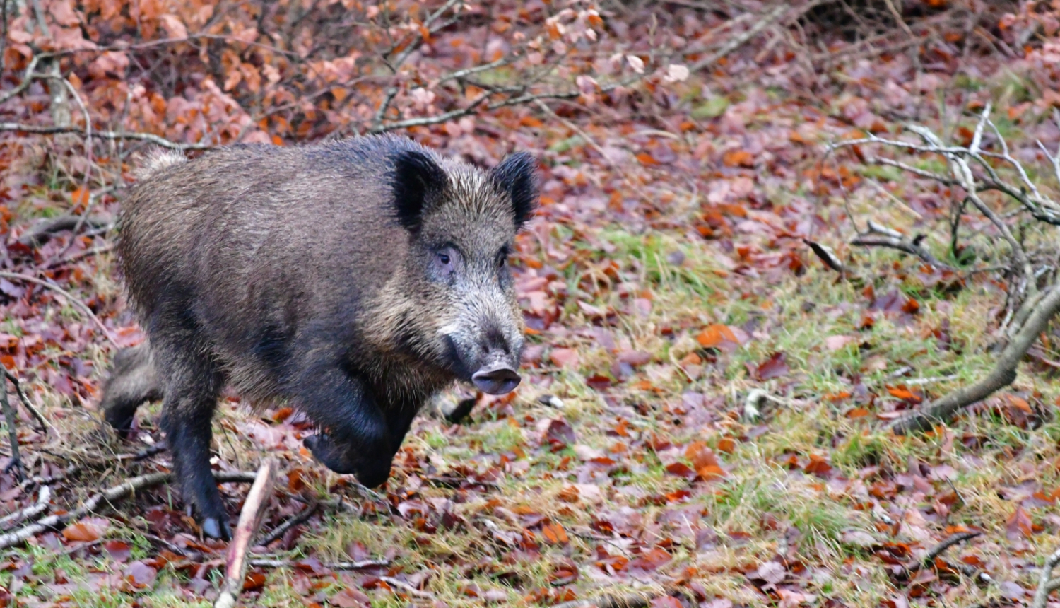 Nomedītās mežacūkas jāreģistrē mobilajā lietotnē “Mednis”