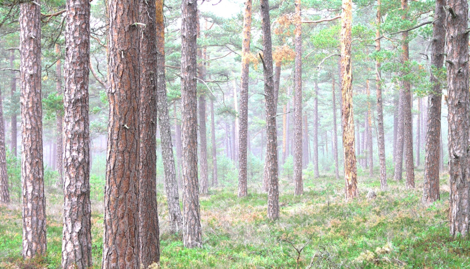Valsts meža dienests veiks pārbaudes 5874 mežaudzēs