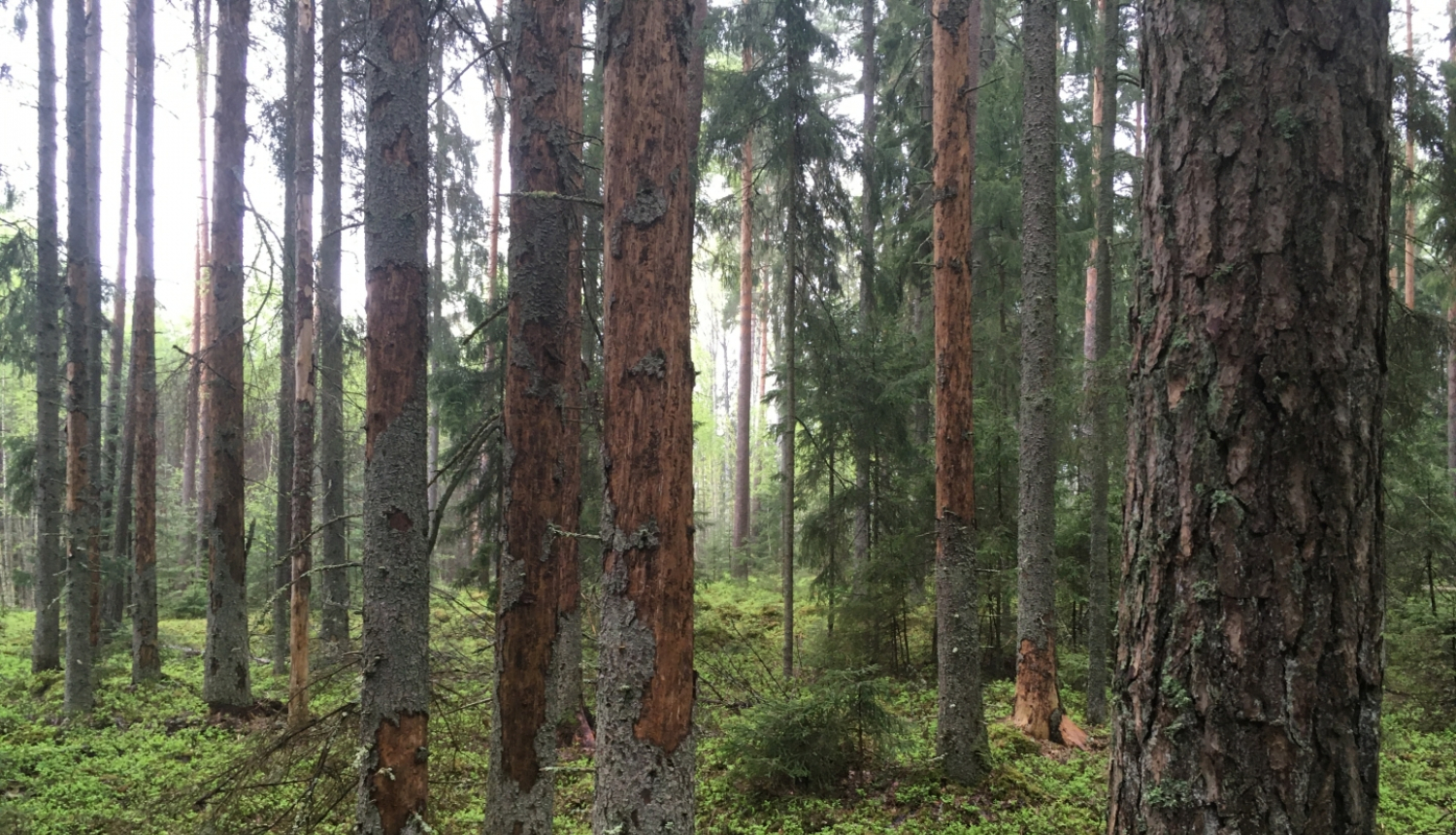 Egļu astoņzobu mizgrauzis