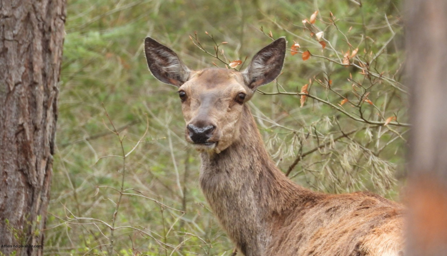 Staltbrieža govs tuvplānā, attēls no pixabay.com