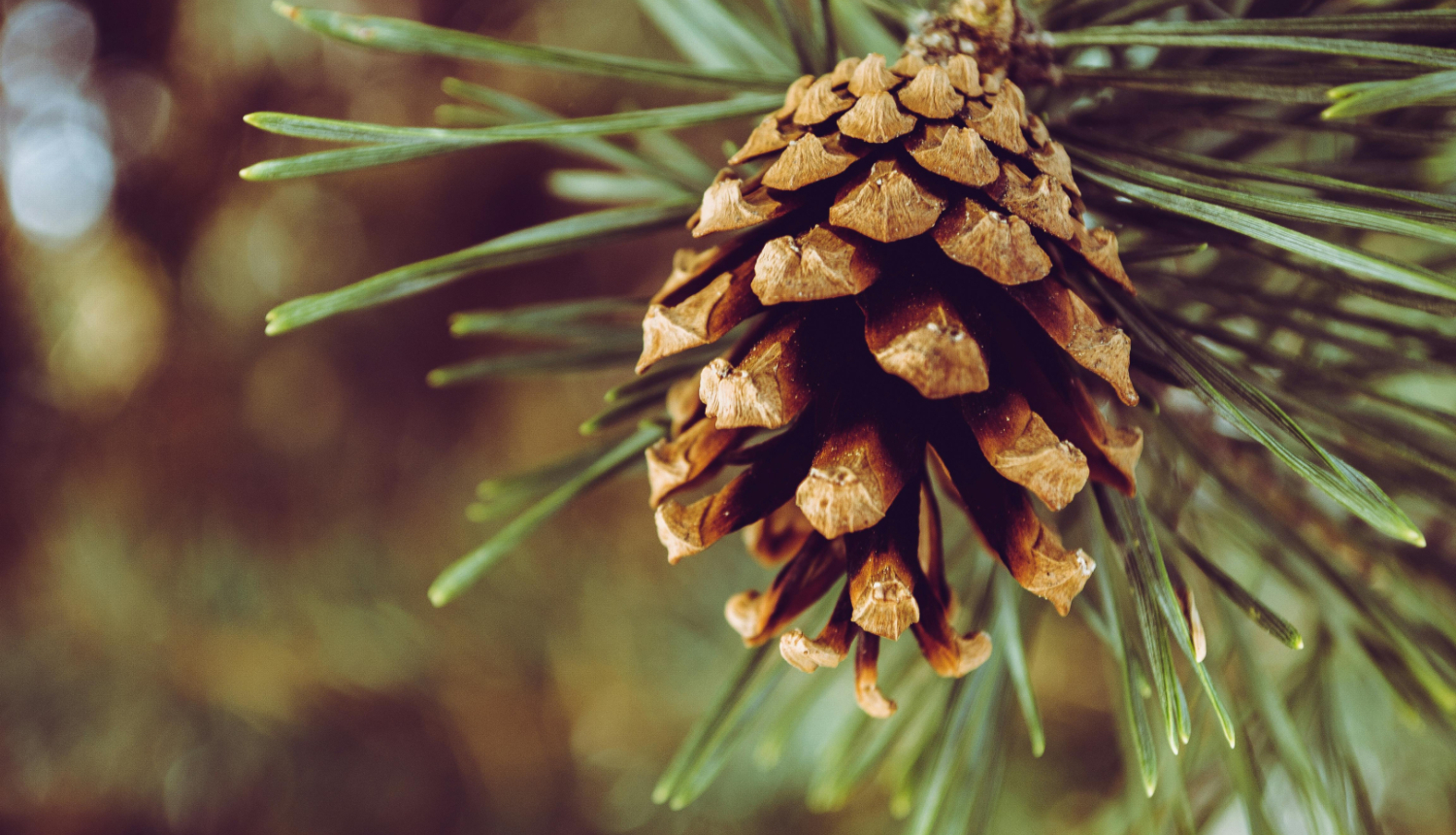 Zemkopības ministrijas sagatavots attēls - priedes čiekurs