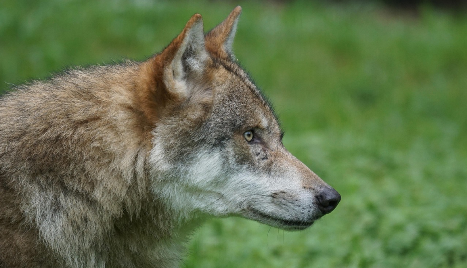 Attēls no pixabay, kur redzams vilka sejas tuvplāns