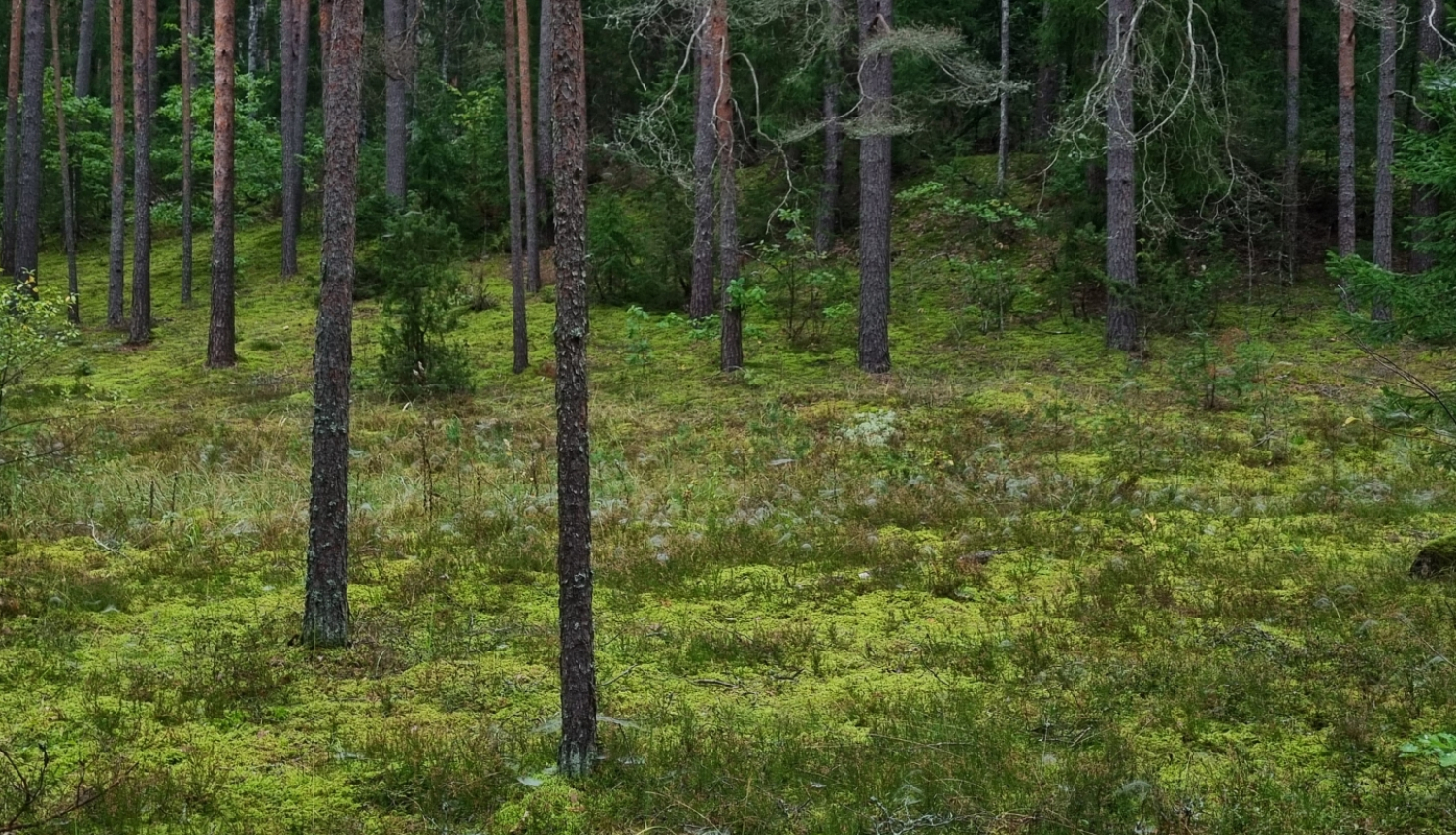 Priežu meža ainava