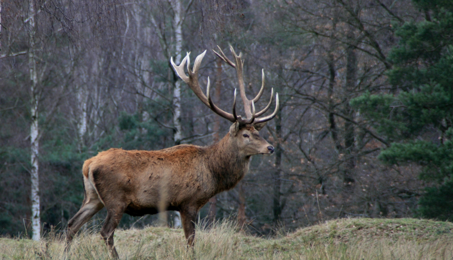 Pļava meža ielokā, kur vidū stāv staltbriedis