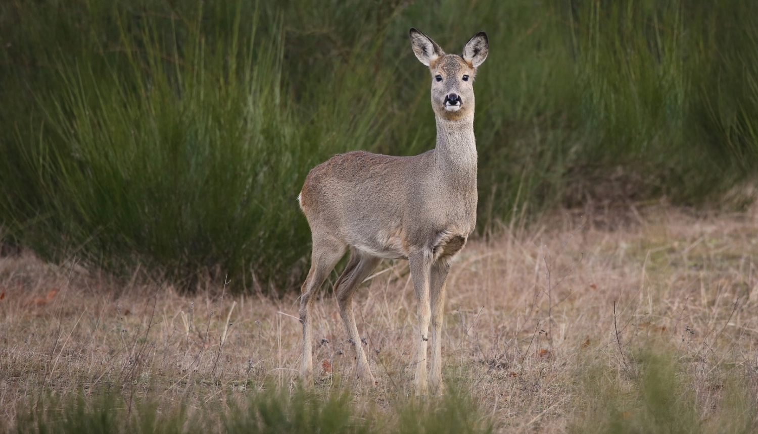 Pļava kur centrā redzama stirnu kazu