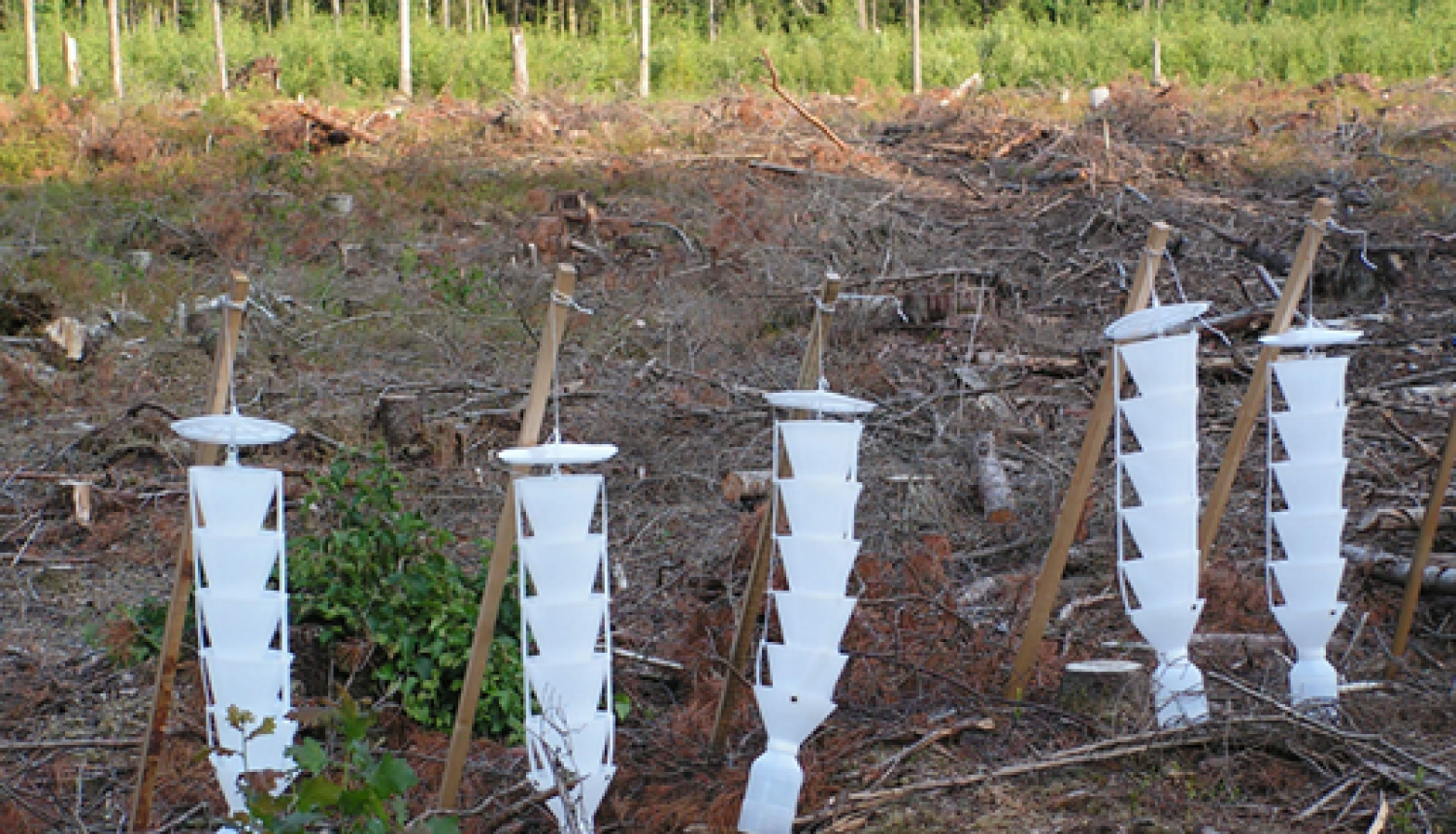 Mizgraužu feromonu slazdi