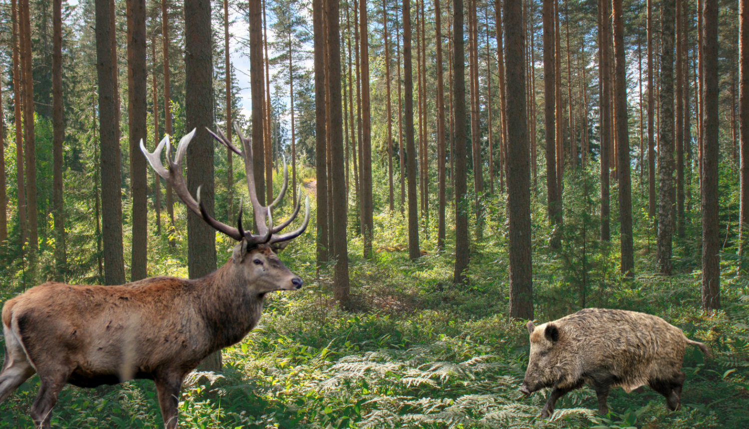 Staltbriedis, mežacūka