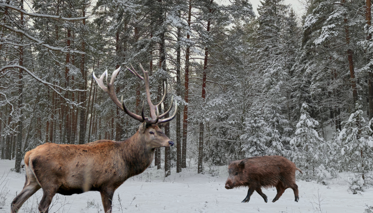 Apsnidzis mežs, kur priekšā var redzēt staltbrieža bulli un mežacūku