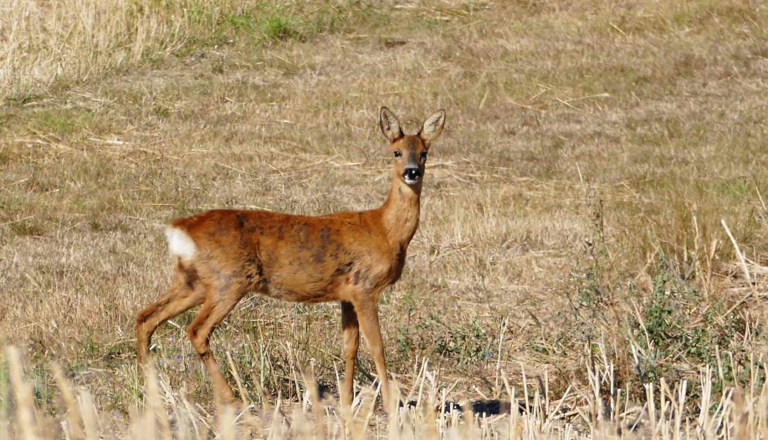 ilustratīvs attēls stirna