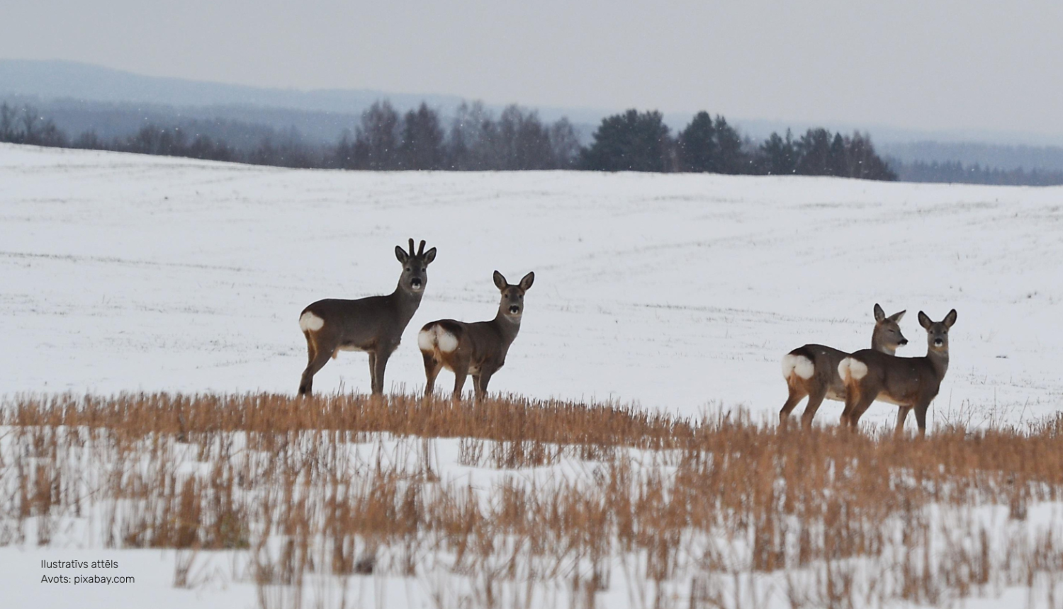 Stirnas uz lauka, ilustratīvs attēls pixabay.com