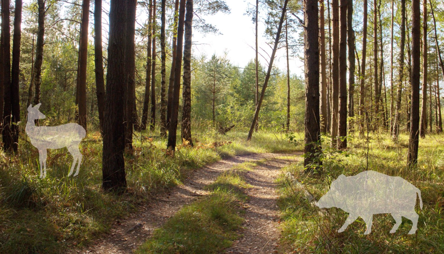 Informatīvs seminārs medniekiem par lietotni “Mednis”
