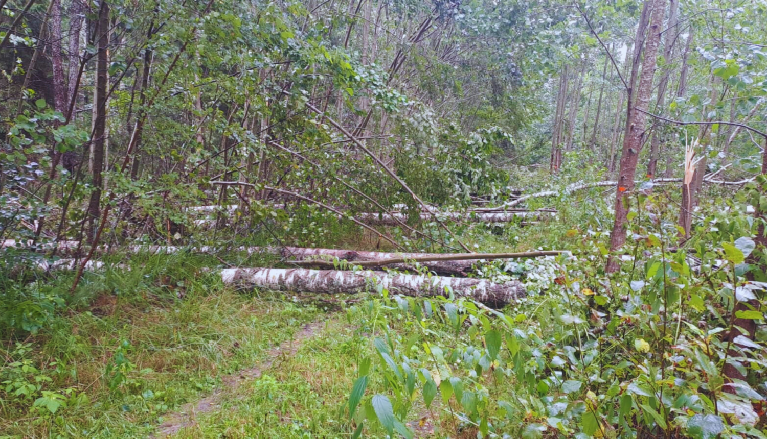 Mežs pēc vētras postījumiem, redzami sagāzti koki