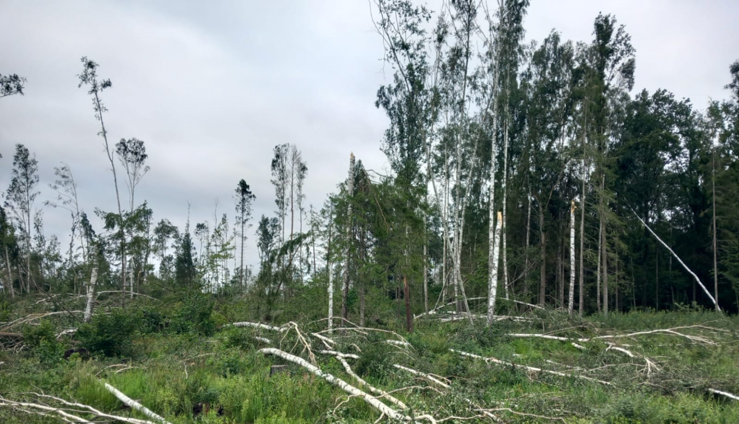 Mežs pēc vētras postījumiem, redzami sagāzti koki