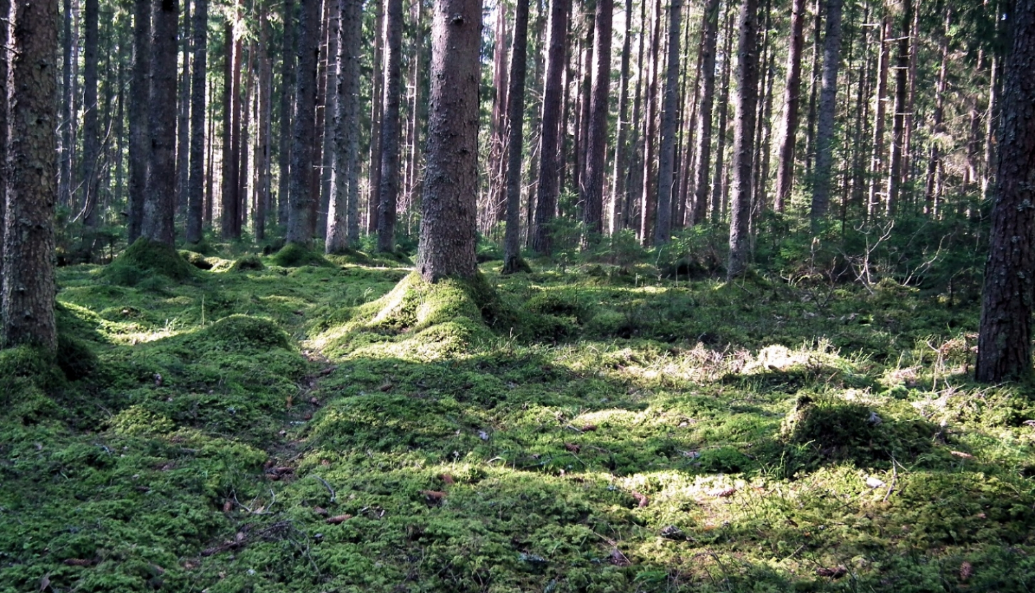 Dzintara Rozena fotogrāfija, kur saules stari iespīd mežā